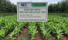 Bảo tồn để phát huy nguồn lực dược liệu quốc gia