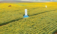 Từ cánh đồng hướng dương đến khát vọng phụng sự vì tầm vóc Việt của TH true MILK