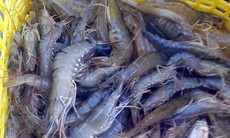 Giá tôm tăng cao dịp cuối năm