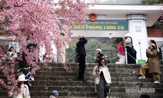 Mai anh đào nở rộ trước Đồn Biên phòng Lũng Cú, khách tấp nập chụp ảnh