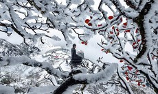Khách du lịch có thể 'săn tuyết' vào dịp nghỉ Tết Dương lịch