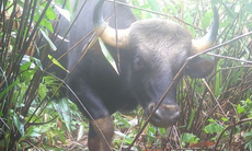 Xuyên Tết bảo vệ hơn 100 loài động vật quý hiếm ở VQG Chư Mom Ray