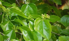 Mã tiền - vị thuốc quý nhưng chứa nhiều chất độc