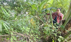 Bờ sông sạt lở nghiêm trọng uy hiếp nhà cửa, đất sản xuất của người dân sau mưa bão