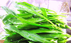 Lá mùi tàu có tác dụng gì?
