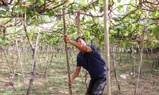 Người dân Khánh Hòa nỗ lực tái thiết cuộc sống sau lũ dữ