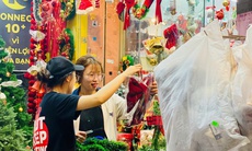 Thông tươi giá rẻ được chị em ‘săn đón’ trang trí dịp Giáng sinh 2025