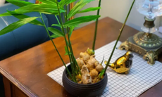 Trồng gừng trong nhà có tác dụng gì?