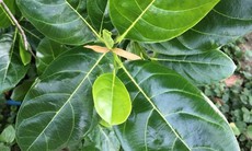 5 cách dùng lá mít chữa bệnh