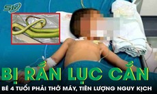 Bị rắn lục đuôi đỏ cắn, bé trai 4 tuổi phải thở máy, tiên lượng nguy kịch
