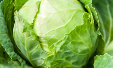 5 rủi ro tiềm ẩn khi ăn nhiều bắp cải