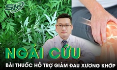 Ngải cứu - Vị thuốc quý trong Đông y và một số bài thuốc hỗ trợ giảm đau nhức xương khớp 