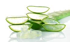Cách dùng nha đam trị mụn