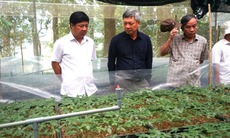 Chính phủ quyết đưa Quảng Nam trở thành trung tâm dược liệu với sâm Ngọc Linh là cây chủ lực