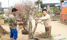 Sau Tết, người dân Nhật Tân lại hối hả tỉa cành, chăm sóc đào