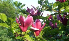 4 loài hoa mùa xuân làm thuốc