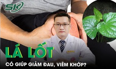 Thực hư lá lốt giúp giảm đau, viêm khớp 