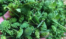5 vị thuốc trị mất ngủ