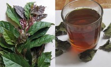 Cách nhận biết cây xạ đen thật và giả