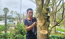 Kiếm tiền triệu mỗi ngày từ việc cắt tỉa, chăm sóc cây cảnh sau Tết