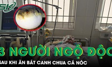 Bạn tặng cá nóc, 3 người ăn vào ngộ độc, hôn mê sâu