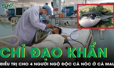 Bộ Y tế yêu cầu khẩn trương cứu chữa 4 ca ngộ độc cá nóc nguy kịch