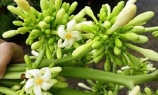 Cách tăng tác dụng của hoa đu đủ đực trị bệnh