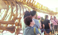 Du khách thích thú đi xem bộ xương động vật quý hiếm ‘khổng lồ’ ở Khánh Hòa
