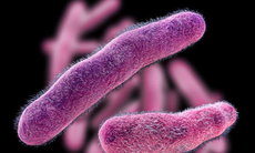 Lỵ trực trùng: Nguyên nhân, biểu hiện, cách điều trị và phòng bệnh