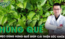 Không chỉ là gia vị, húng quế còn là vị thuốc Đông y giúp cải thiện sức khoẻ