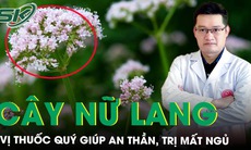 Cây nữ lang - vị thuốc quý giúp an thần và điều trị mất ngủ