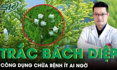 Trắc bách diệp, loài cây cảnh quen thuộc có công dụng chữa bệnh ít ai ngờ 