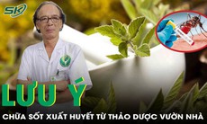 Chữa sốt xuất huyết bằng thảo dược, những điều cần lưu ý
