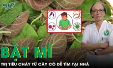 Mẹo trị tiêu chảy từ cây cỏ dễ tìm tại nhà