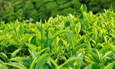7 loại trà hỗ trợ giảm cân tốt nhất