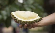 Ăn sầu riêng có giảm cân không?