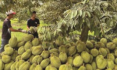 Hiểu thế nào về tồn dư chất vàng O và Cadimi trong sầu riêng?