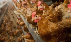 21 quốc gia ngừng nhập khẩu thịt gà Brazil vì cúm gia cầm