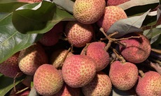 Vải u đầu mùa giá cao chót vót nhưng vẫn đắt khách tìm mua