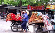 Dân trồng vải háo hức vì vải sớm đầu mùa giá cao vẫn 'cháy hàng'