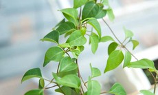 4 món ăn bài thuốc hỗ trợ trị tiểu buốt, tiểu rắt