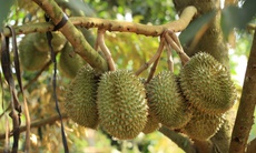 Sầu riêng chữa bệnh gì?