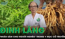 Cây đinh lăng: 'Nhân sâm cho người nghèo' trong y học cổ truyền
