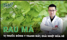 Rau má - Vị thuốc Đông y thanh mát, giúp giải nhiệt mùa hè