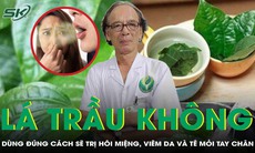 Lá trầu không: Dùng đúng cách sẽ hỗ trợ cải thiện hôi miệng, viêm da và tê mỏi tay chân
