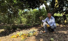 Nông dân Đồng Nai điêu đứng vì giá xoài giảm còn 1.000 đồng/kg