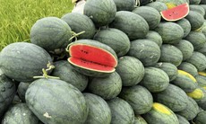 Tiểu thương lý giải nguyên nhân dưa hấu bán tràn ngập thị trường giá chỉ 5.000 đồng/kg,