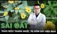 Sài đất - thảo mộc thanh nhiệt, trị rôm sảy hiệu quả