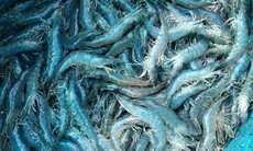 Giá tôm tăng cao nhất trong vòng 1 năm
