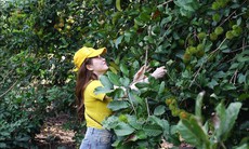 Trái cây chín không đều, du lịch nhà vườn ở Đồng Nai gặp khó